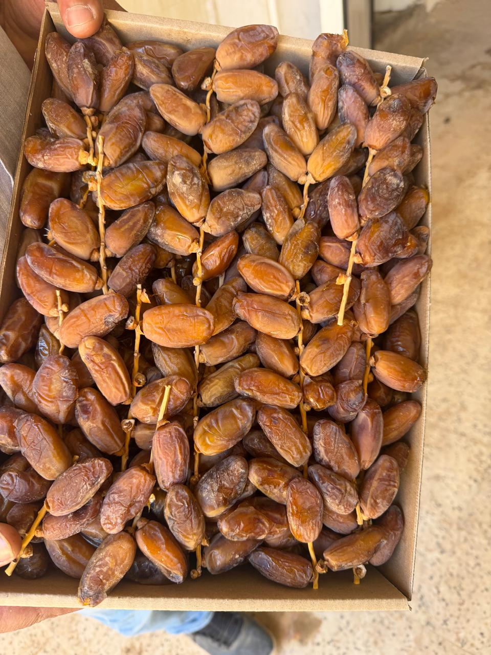 Premium Quality Rafi Processed Dates Rich in Taste and Nutrition from Algeria to world