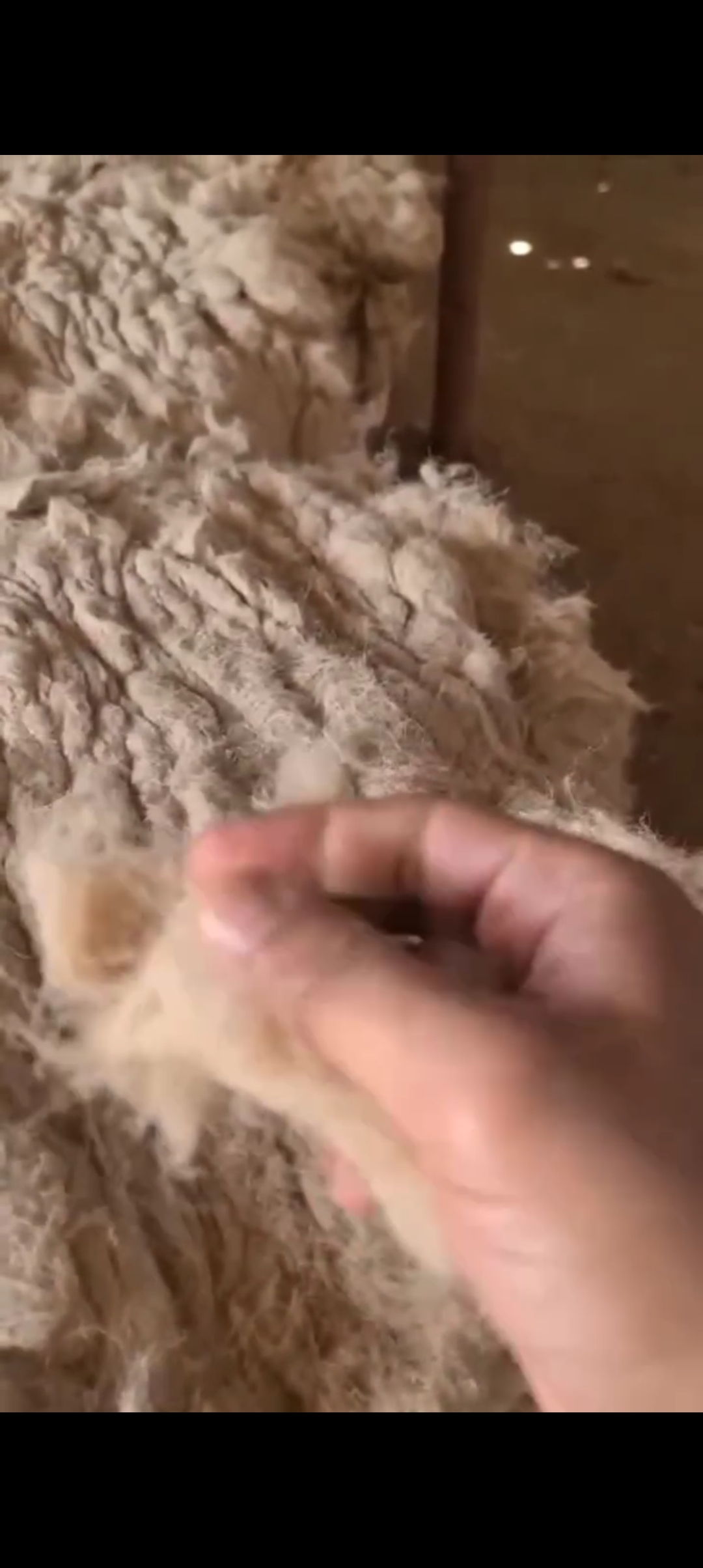 Flax cottonised to mix with cotton produce blended linen fabric