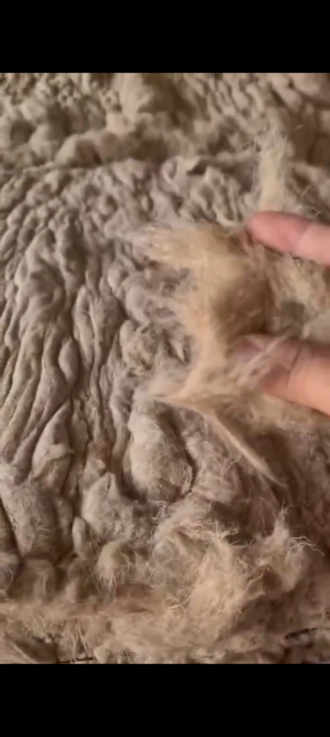 Flax cottonised to mix with cotton produce blended linen fabric
