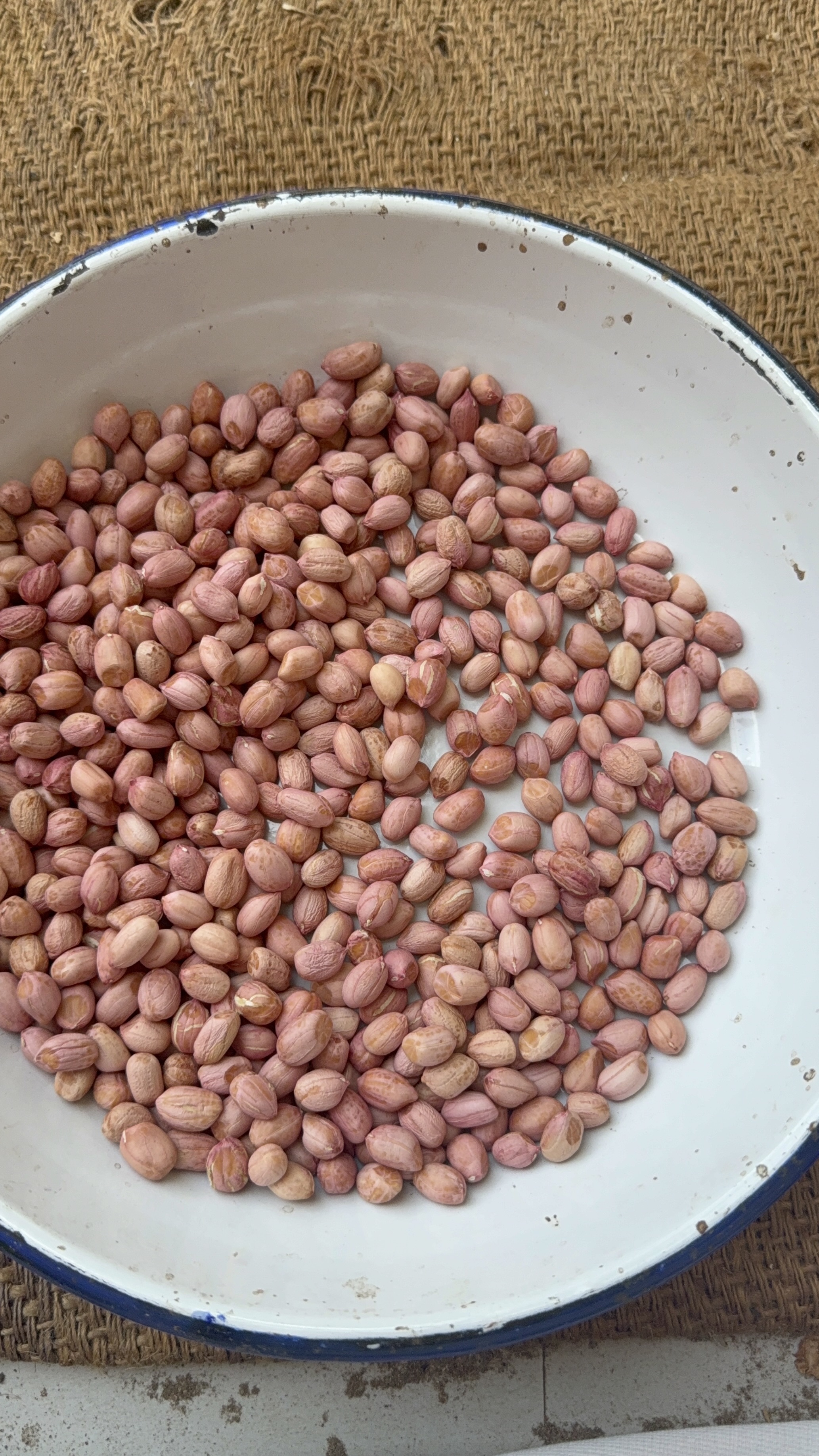 Peanut Seeds Indian Crop