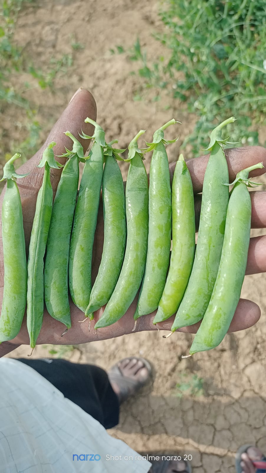 Green Peas with and Without Shell
