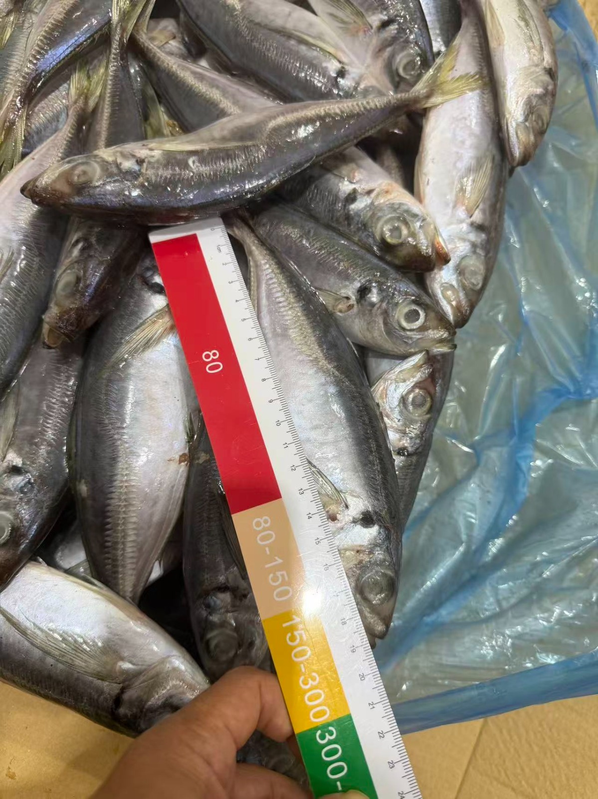 Frozen Horse Mackerel