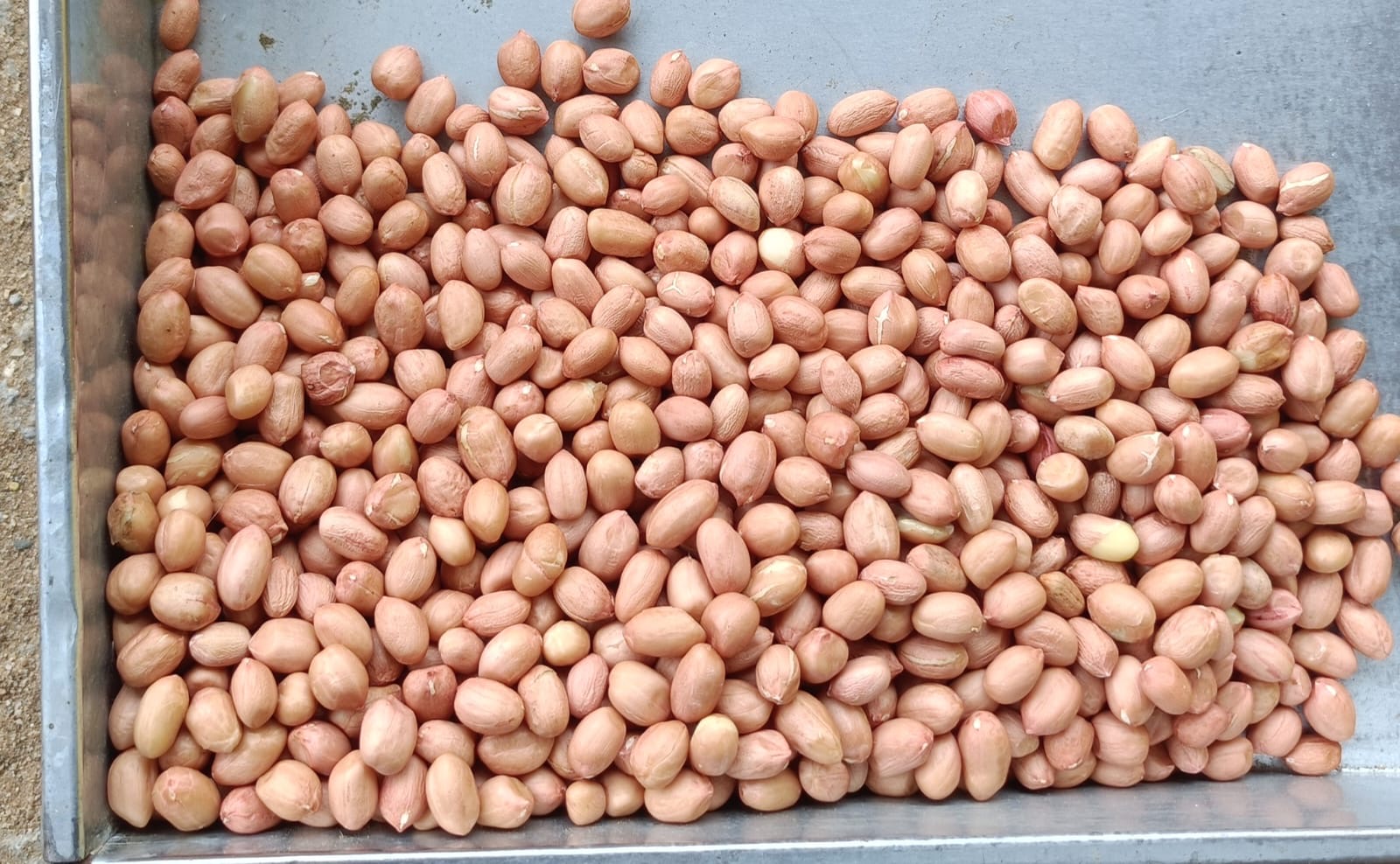 Peanut Seeds Indian Crop