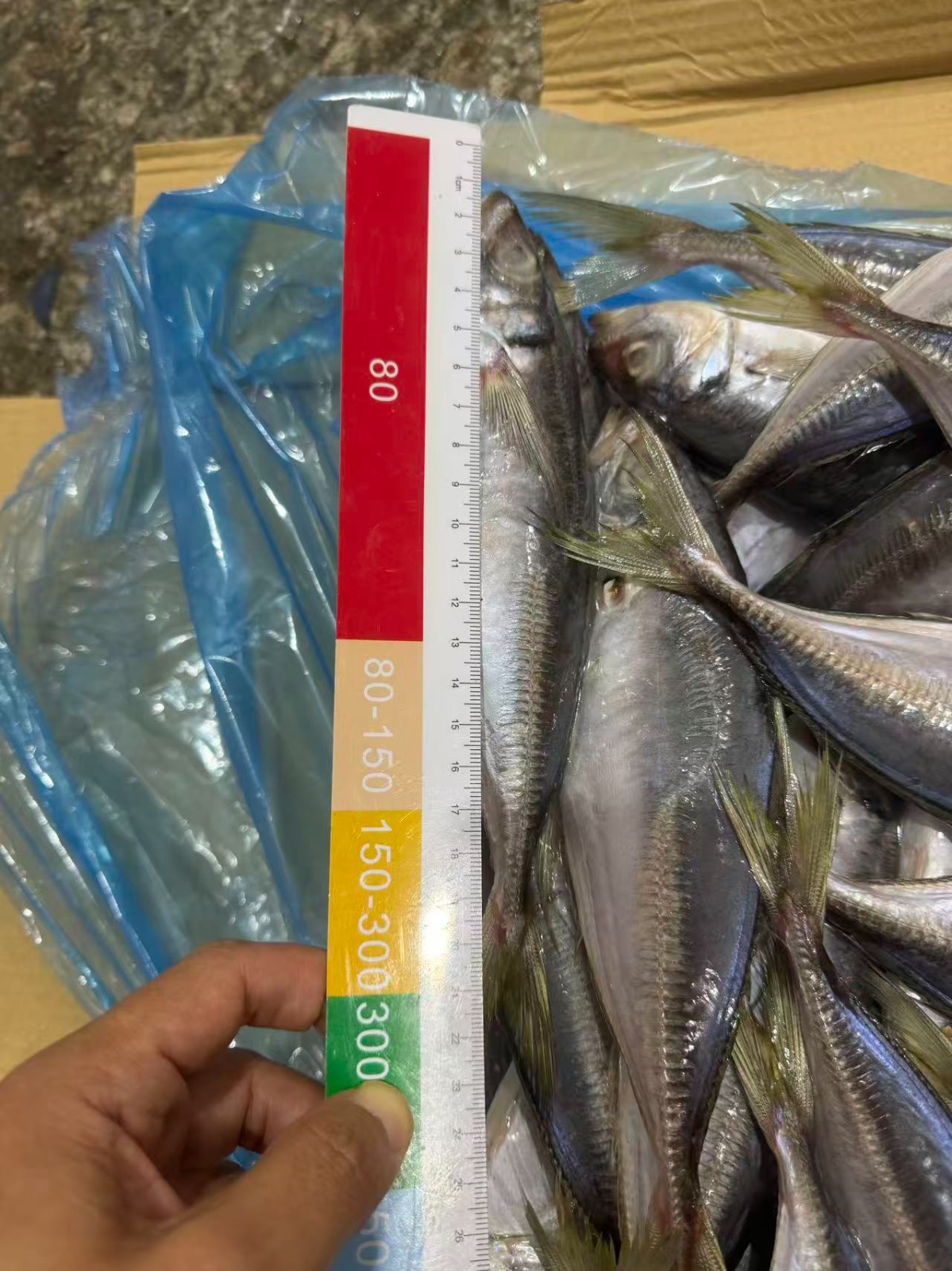 Frozen Horse Mackerel