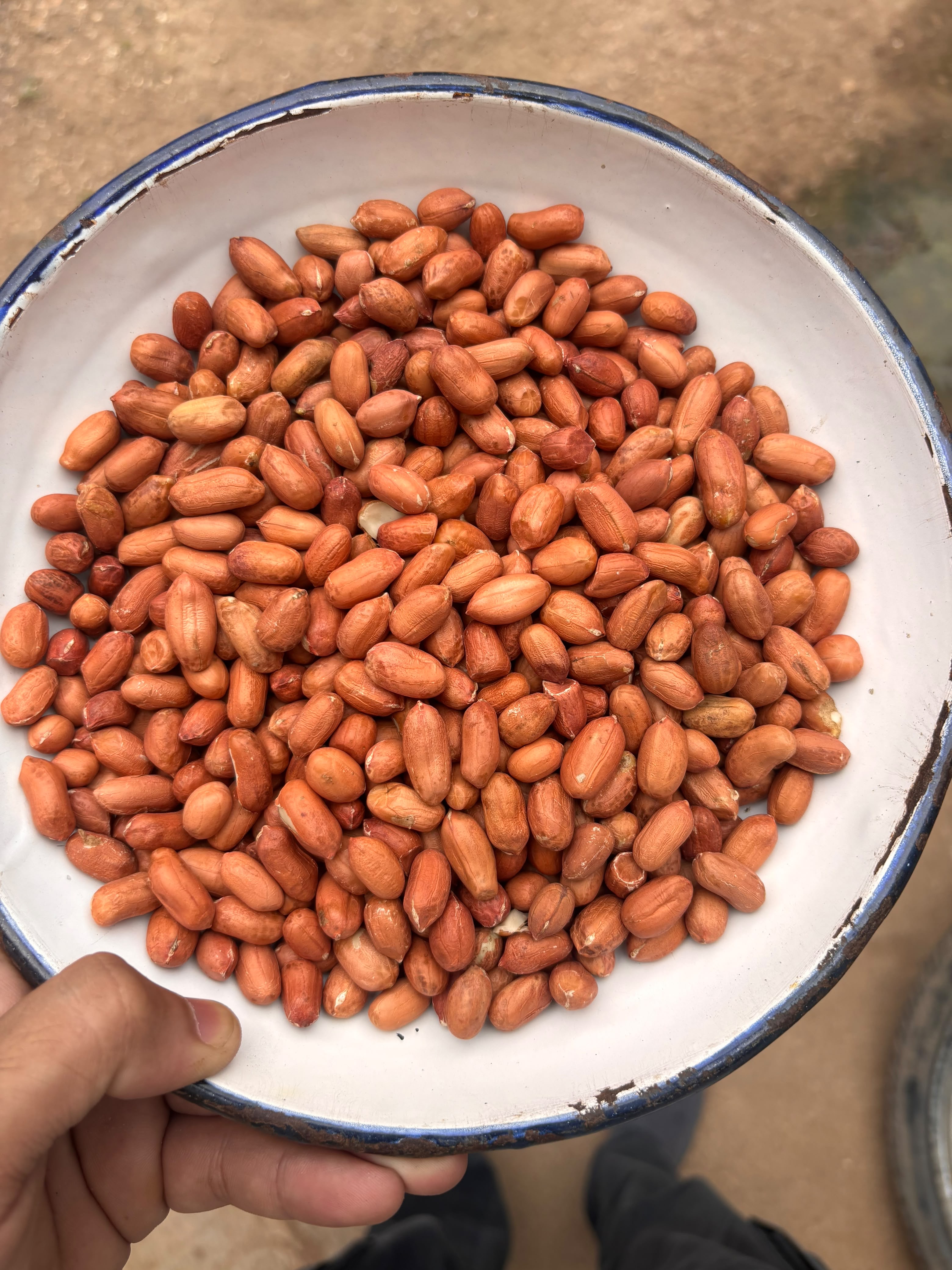 Peanut Seeds Indian Crop