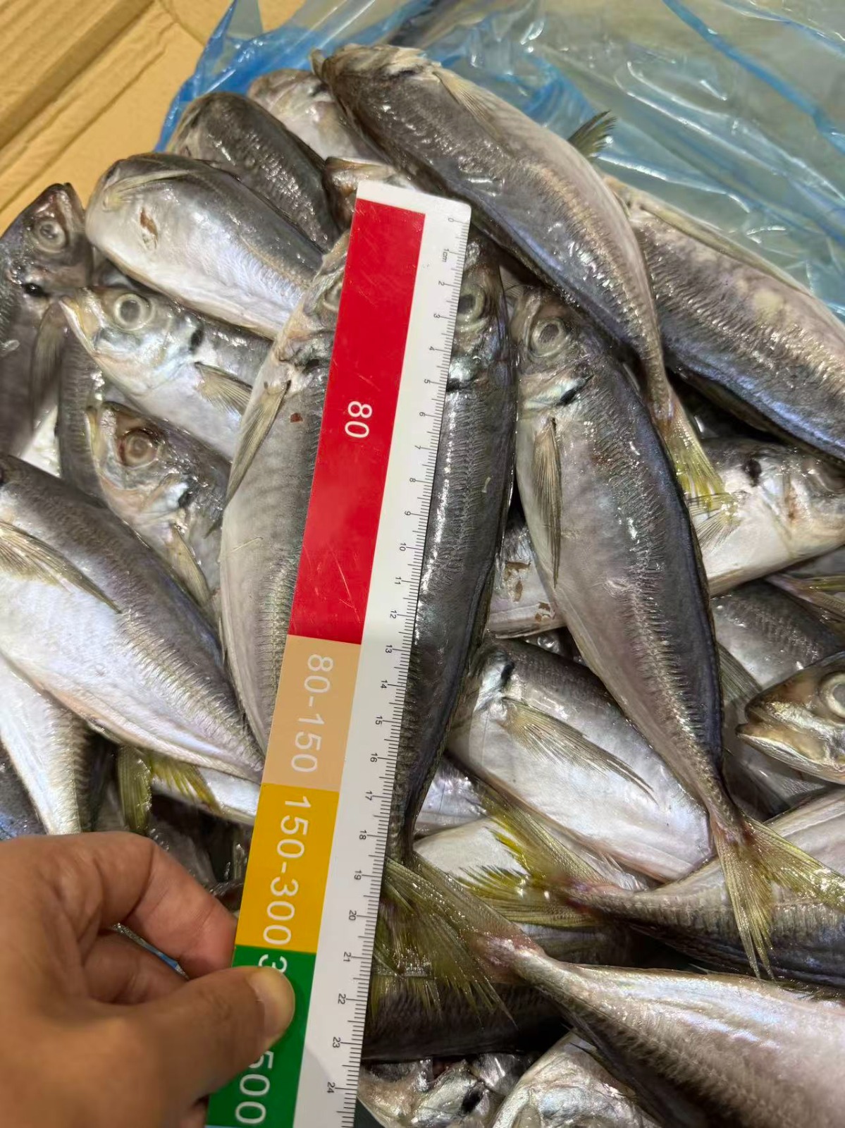 Frozen Horse Mackerel