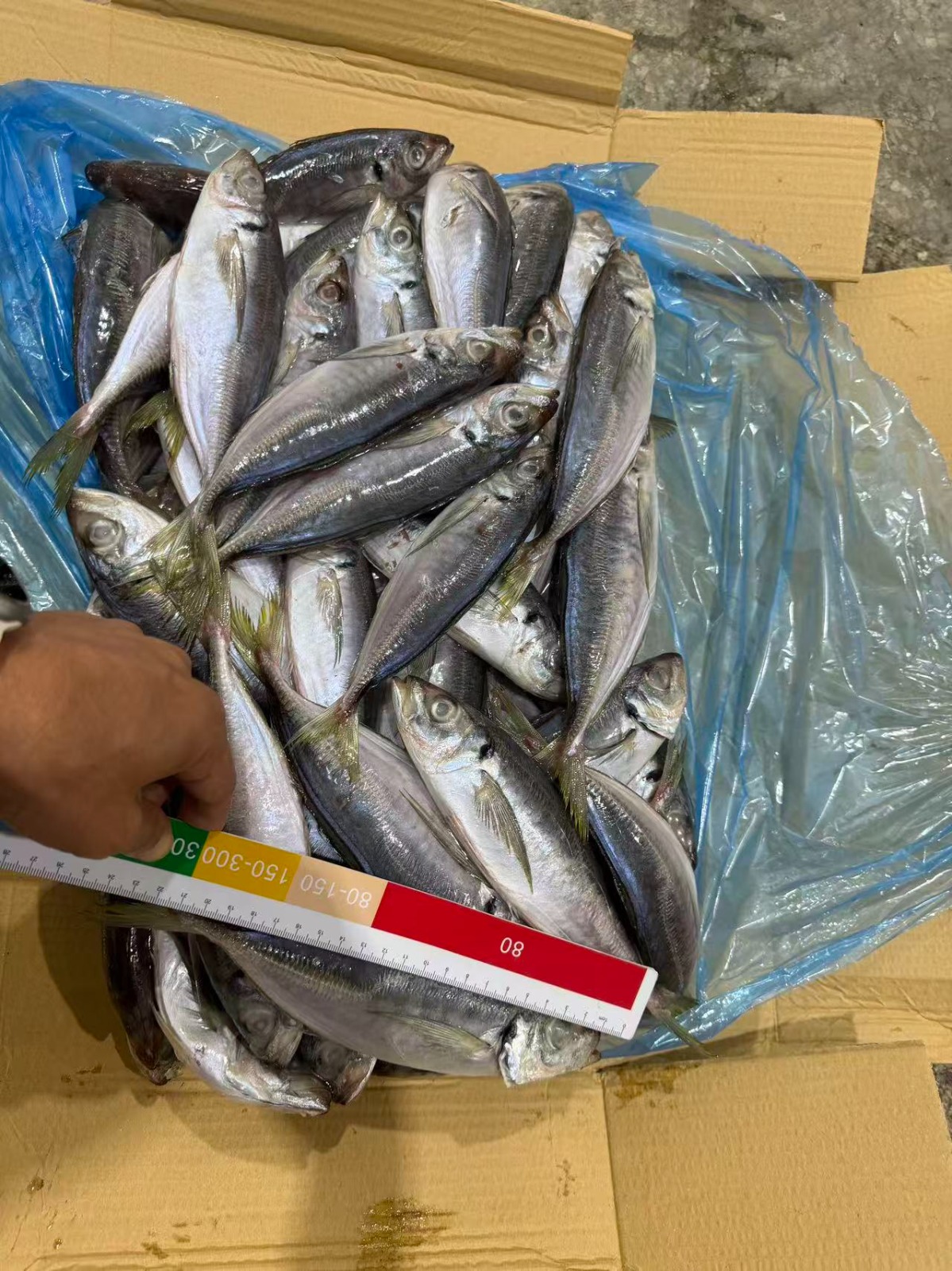 Frozen Horse Mackerel