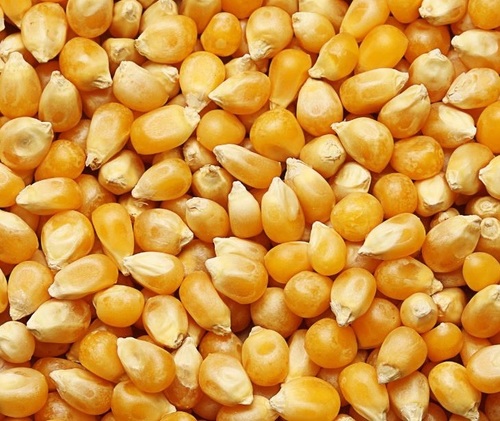 Yellow Maize (Corn)