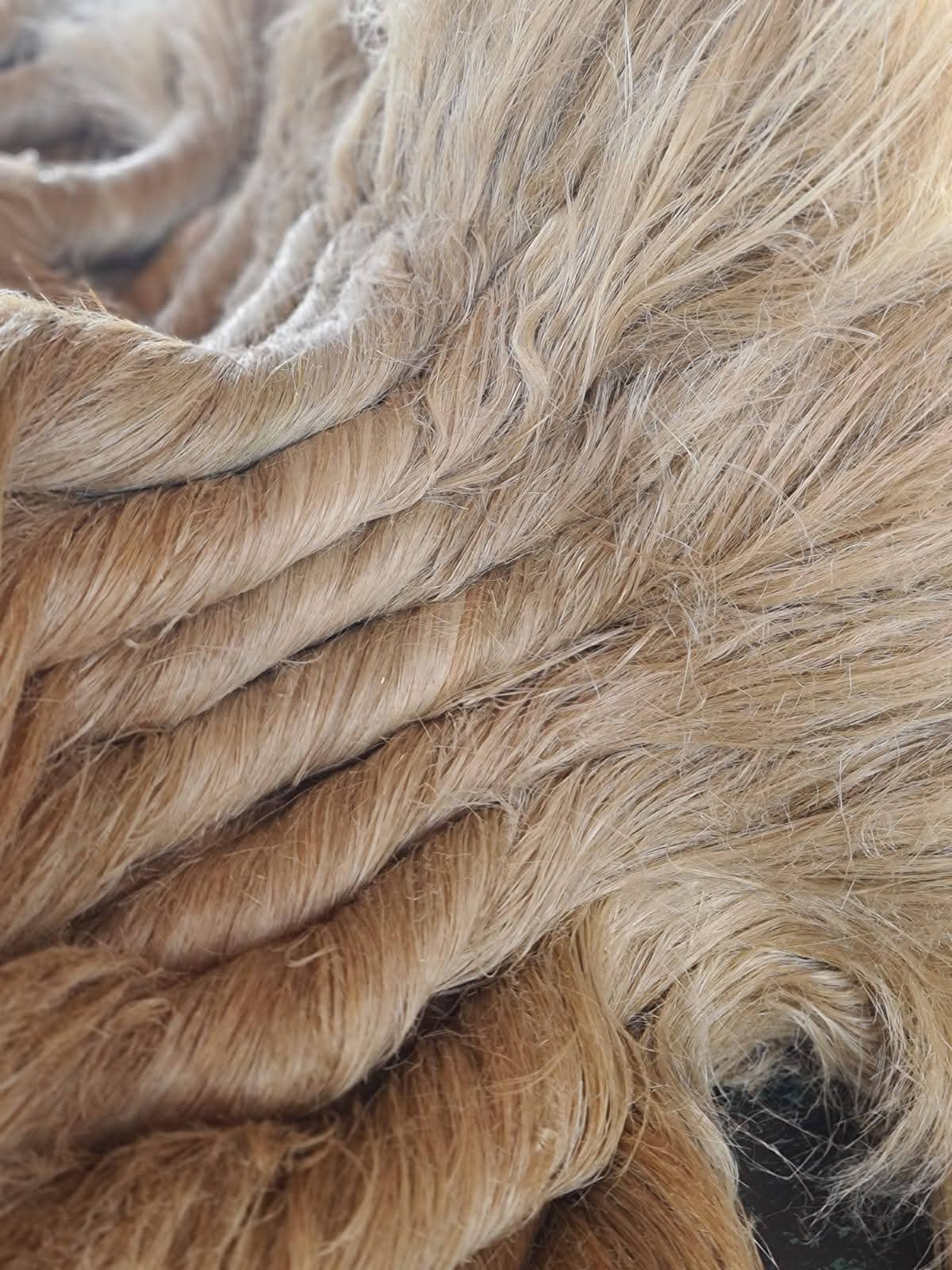 Scutched long flax fiber Grad A to produce linen fabric