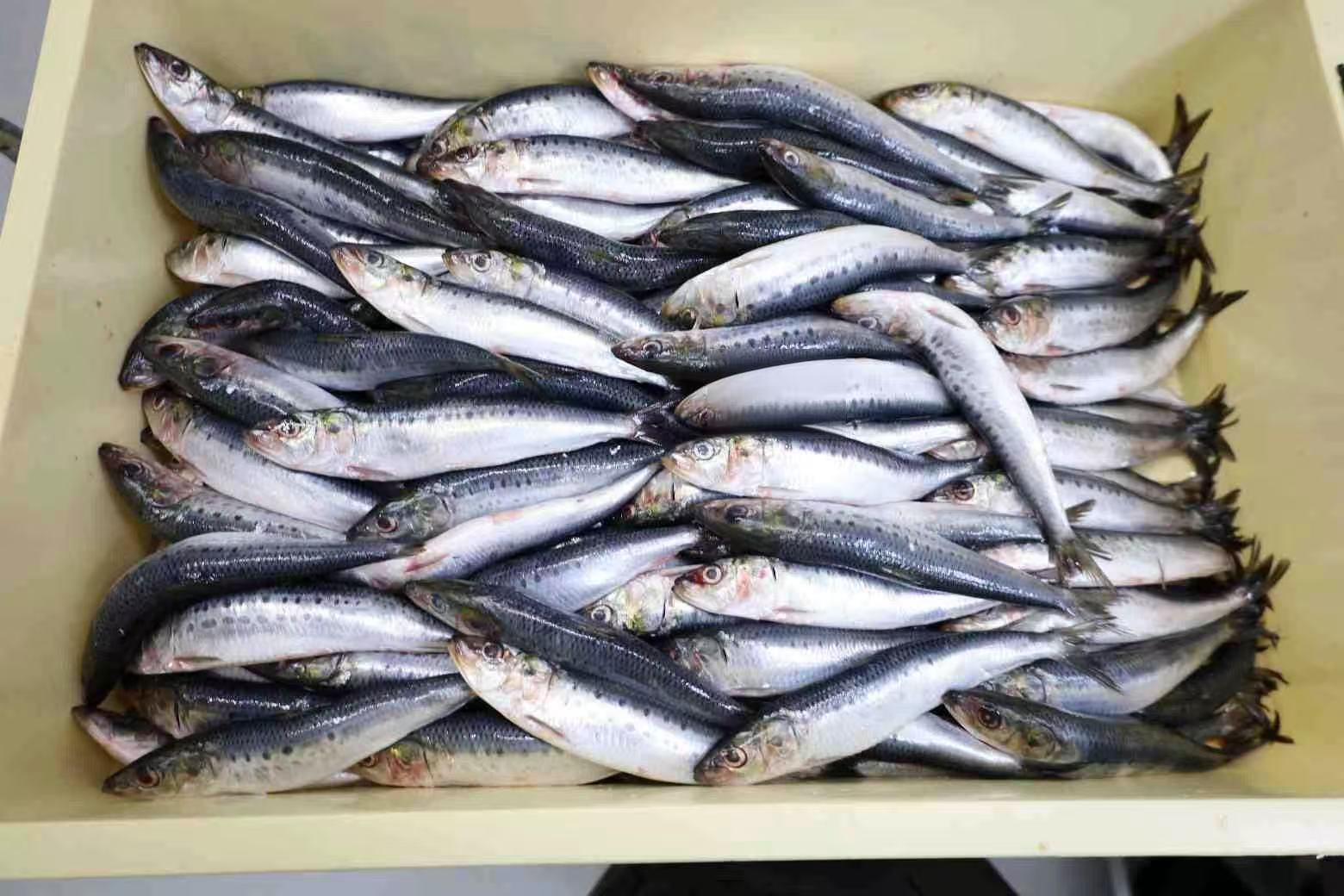 Whole Sardine Fish for teen pack supply