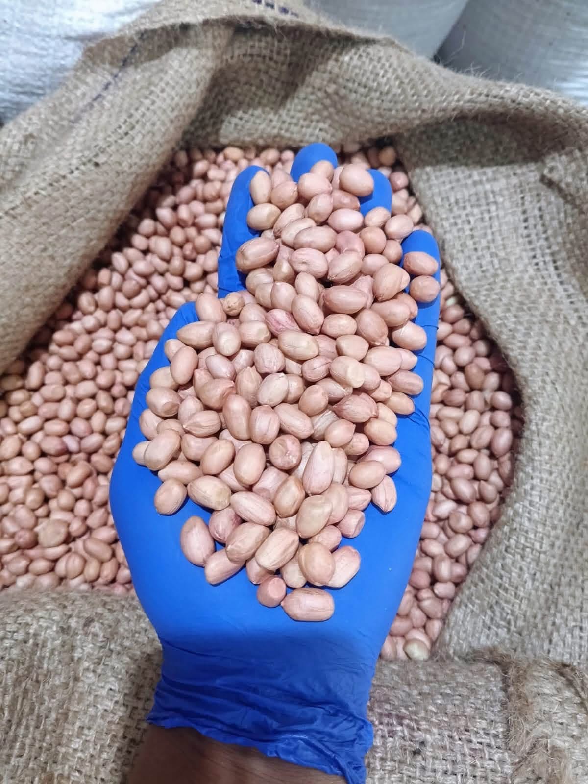 Peanut Seeds Indian Crop