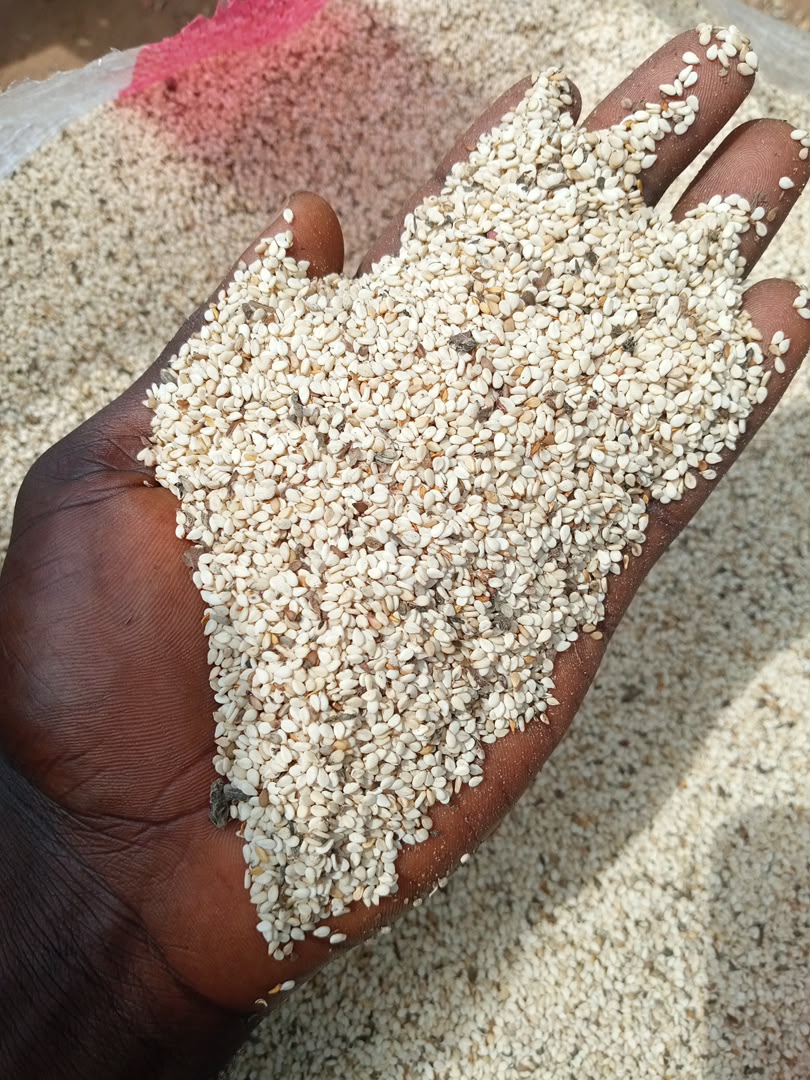 White Sesame Seed unsorted