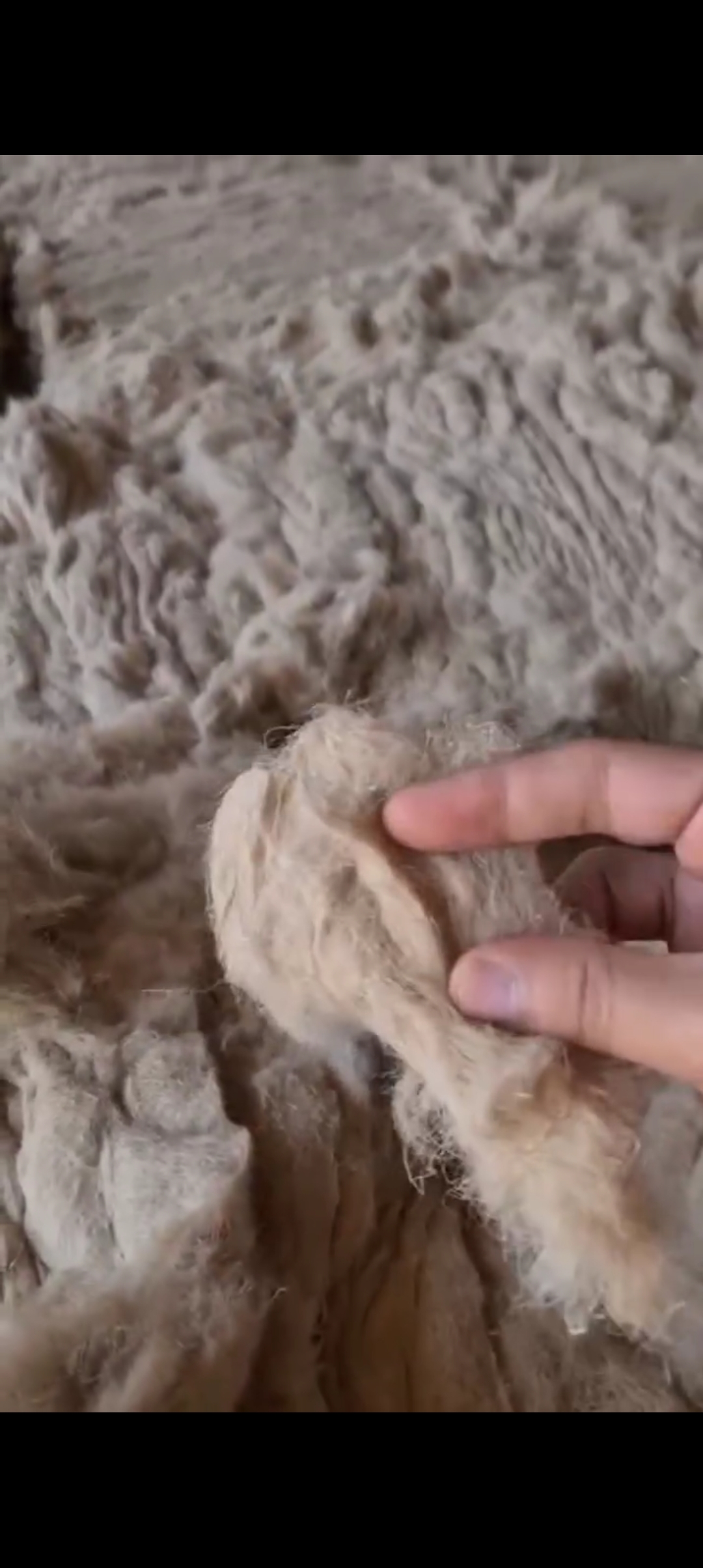 Flax cottonised to mix with cotton produce blended linen fabric